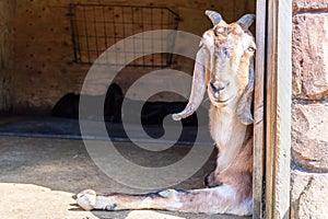 Anglo Nubian Goat,Capra aegagrus hircus at Woburn Safari Park