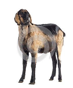 Anglo-Nubian goat with a distorted jaw