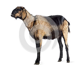 Anglo-Nubian goat with a distorted jaw, looking up