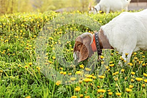 Anglo Nubian goat grazing, eating grass on meadow full of dandel