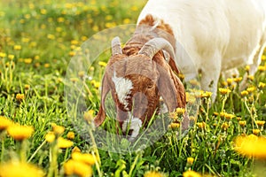 Anglo nubian goat male billy grazing on meadow full of dandeli