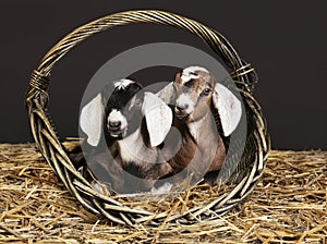 Anglo-nubian goats in the basket photo