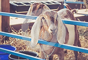 Anglo-Nubian lop earred goats & x28;Capra Aegagrus Hircus& x29; on display in their pen at the county fair