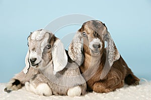 Anglo-nubian young goats on wool photo