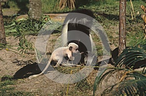 Angola colobus