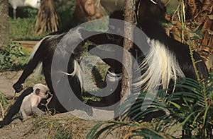 Angola colobus