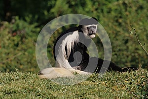 Angola colobus