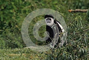 Angola colobus