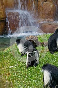 Angola Colobus photo