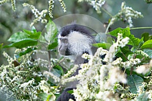 Angola colobus (Colobus angolensis) photo