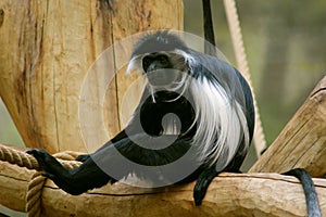 Angola colobus (Colobus angolensis)