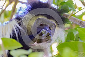 Angola Colobus Head Portrait