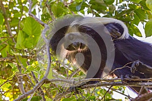 Angola Colobus Monkey, Looking Down