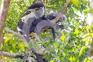 Angola Colobus, In Trees, Diani, Mombasa, Kenya