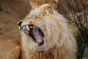 Angola lion photo