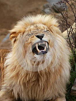 Angola lion photo