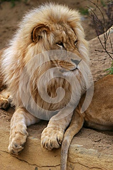 Angola lion photo