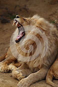 Angola lion photo