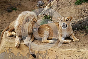 Angola lion, lion and lioness