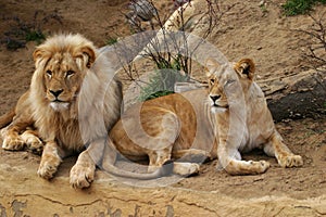 Angola lion, lion and lioness photo