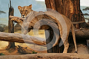 Angola lion, lioness photo