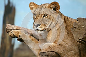 Angola lion, lioness