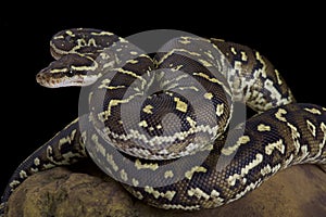 Angola python, Python anchietae photo
