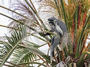 Angolan black and white colobus sitting on a branch