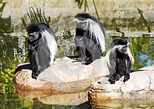 Angolan Colobos Monkeys photo
