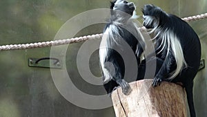 Angolan colobus Colobus angolensis. Black and white colobus monkeys