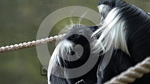 Angolan colobus Colobus angolensis. Black and white colobus monkeys