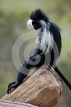 Angolan colobus (Colobus angolensis). photo