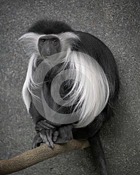 Angolan Colobus monkey sitting on branch