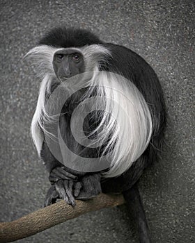 Angolan Colobus monkey sitting on branch photo
