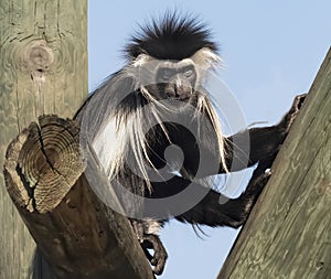 Angolan Colubus Monkey at Zoo Tampa at Lowery Park