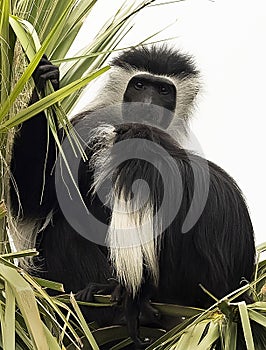 Angolan Colubus Monkey at Zoo Tampa at Lowery Park photo