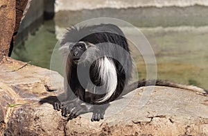 Angolan Colubus Monkey at Zoo Tampa at Lowry Park photo