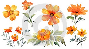 Angolan Flower Collection: Watercolor on a Clean White Background with Sharp Lines in a Centered View.