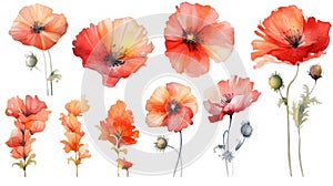 Angolan Flower Collection: Watercolor on a Clean White Background with Sharp Lines in a Centered View.