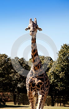 Angolan giraffe is also called Giraffa giraffa angolensis