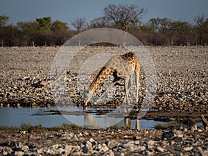 Angolan giraffe drinking at waterhole.