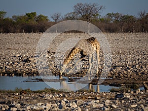 Angolan giraffe drinking at waterhole. photo