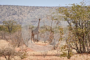 Angolan giraffe at Etosha national park, Namibia, Africa