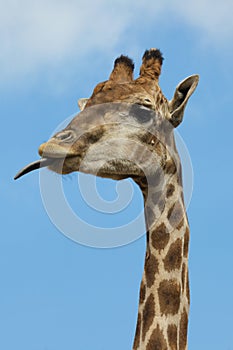 Angolan giraffe Giraffa camelopardalis angolensis