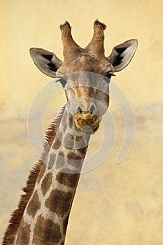 Angolan giraffe Giraffa camelopardalis angolensis