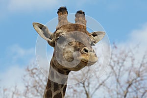 Angolan giraffe Giraffa camelopardalis angolensis