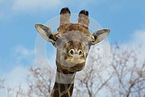 Angolan giraffe Giraffa camelopardalis angolensis