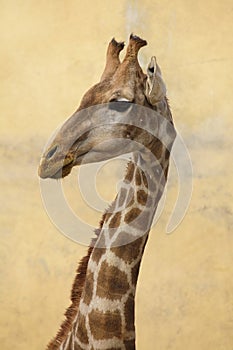 Angolan giraffe Giraffa camelopardalis angolensis