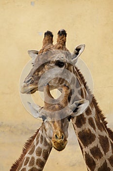 Angolan giraffe Giraffa camelopardalis angolensis photo