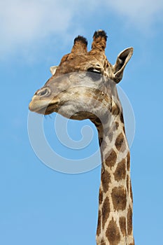 Angolan giraffe Giraffa camelopardalis angolensis photo
